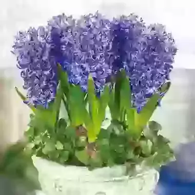 Blue Pearl